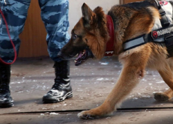 Полицейский пес Рекс помог задержать облившегося супом разбойника в Воронежской области 