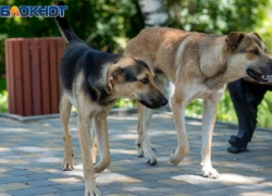 Воронежец заплатит почти 70 тысяч рублей из-за нападения своих собак на женщину