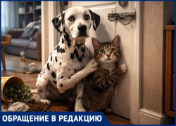 «Сегодня она уже не лает»: собака и кошка неделю заперты в пустой квартире в Воронеже