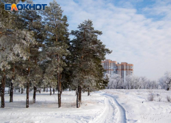 Воронежца осудили за 54 спиленных дерева