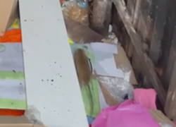 Колония крыс окружила мусорные контейнеры рядом с детской площадкой в Воронеже