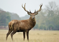 В Воронежской области пройдет ежегодный конгресс по популяции благородного оленя