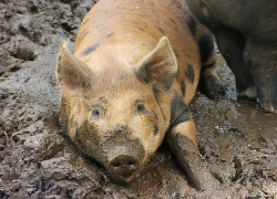 В Воронежской области зафиксировали очередную вспышку африканской чумы свиней