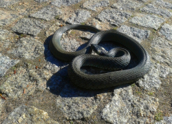 Воронежцы пришли в ужас от змеи, найденной под окнами многоэтажки