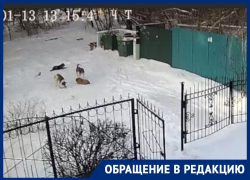 «Повалили наземь, покусали шубу»: жители воронежской улицы о нападении собак