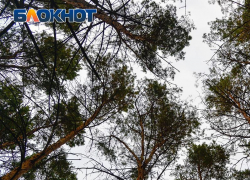 Было неспокойно: 3 человека пропали за один день в Воронежской области