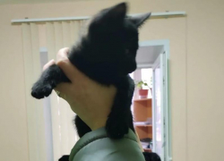 «Котенка спасли»: мэр Воронежа сообщил радостную новость 