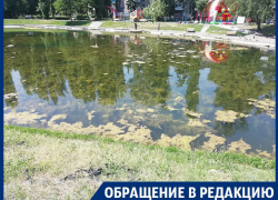 Неприглядное состояние Лебединого озера показали на фото в Воронеже