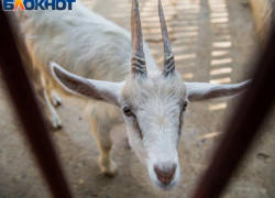 «Козий вор» пойман оперативниками под Воронежем