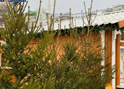 Золотая хвоя 2025: почему покупка елки в Воронеже превратилась в инвестицию