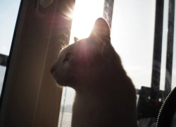 Весна в Воронеже: дожди, солнце и магнитная буря в одном флаконе