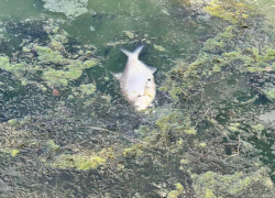 Прокуратура потребовала решить проблему токсичных сбросов в Воронежское водохранилище