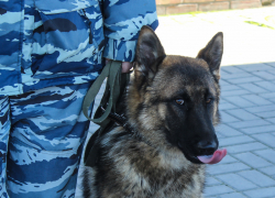 Притон для запрещенных удовольствий закрыли в Воронеже