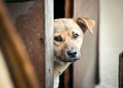 В Воронеже на отлов бездомных животных власти потратят 2,5 млн рублей