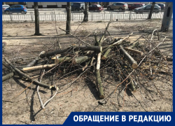 «Живыми их назвать нельзя»: рубку деревьев в Северном объяснили воронежские чиновники  