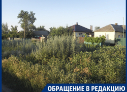 Гигантские сорняки оккупировали село в Воронежской области