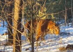 МЧС опубликовало видео поимки сбежавшего тигра в Воронеже 