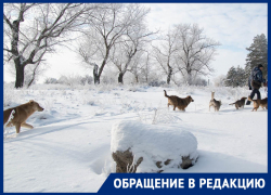 «Напали со спины»: две крупные собаки покусали женщину в Воронеже 