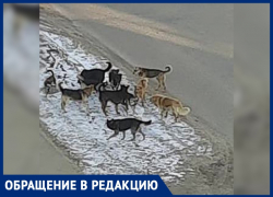 Безжалостная стая собак терроризирует жителей Воронежа