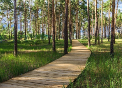 Воронежцев приглашают прогуляться по «Тигулям»