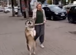 Собака-кенгуряка стала звездой соцсетей в Воронеже