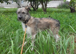 Награду в 20 тысяч рублей объявили за пропавшую собаку в Воронежской области