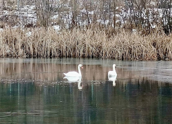 Пара лебедей осталась зимовать на воронежском пруду