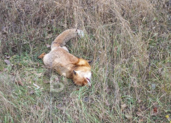 Еще одну мертвую лису нашли на оживленной воронежской улице