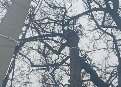 Попавшего в беду кота спасли под Воронежем 