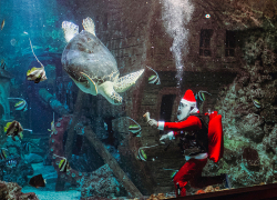 Новогодняя афиша от Воронежского океанариума