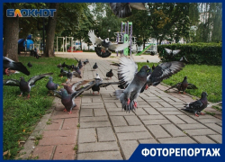 Как поживает аутентичный сквер на месте снесенного храма в Воронеже