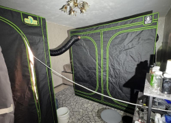 Фешенебельные плантации конопли нашли силовики прямо в воронежской квартире 