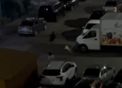 «Пожалуйста!»: погоня стаи собак за ребенком попала на видео в воронежском ЖК