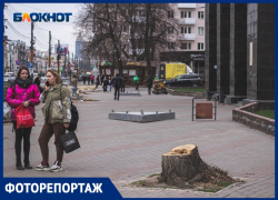 Проспект пеньков появился в Воронеже 