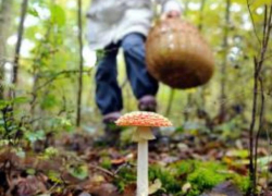 Воронежские грибники отравились "съедобными сыроежками"