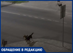 Воронежцы рассказали о стае собак, охотящейся на дворовых кошек 
