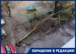 Огромное дерево рухнуло у детской площадки в Воронеже 