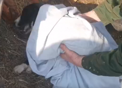 О расстреле собак в воронежском приюте рассказал зоозащитник 