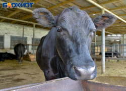 Глава воронежского фермерского хозяйства спустил полмиллиона субсидий непонятно на что