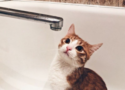 Названы воронежские дома, где на предстоящей неделе отключат горячую воду