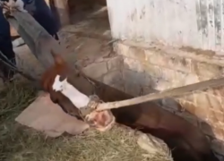 Воронежские спасатели вызволили из ямы ушедшего в самоволку коня Максима