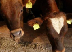 150 австрийских коров-нелегалов ввезли в Воронежскую область 