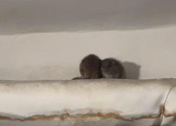 Парочка неприятных соседей поселилась в воронежской многоэтажке 