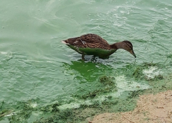 Вязкая изумрудная жижа покрыла берега и обитателей Воронежского водохранилища