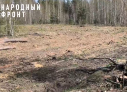 Общественники призвали проверить вырубку сосен в Воронеже