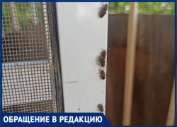 Сосущий вредитель беспокоит жителей Воронежа