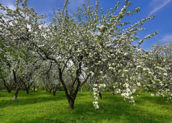 В Воронеже затевается митинг против застройки яблоневого сада
