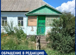 Две собаки почти месяц остаются запертыми в доме без хозяйки в Воронежской области