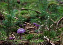 Воронежского грибника нашли мертвым в лесу