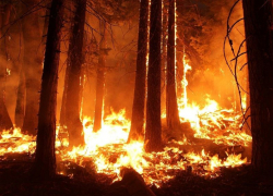 Больше 740 га лесов горело за лето в Воронежской области